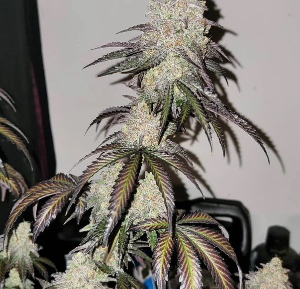 Blueberry Muffin Weed Strain 