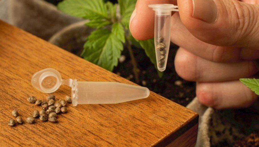 How to Store Cannabis Seeds 