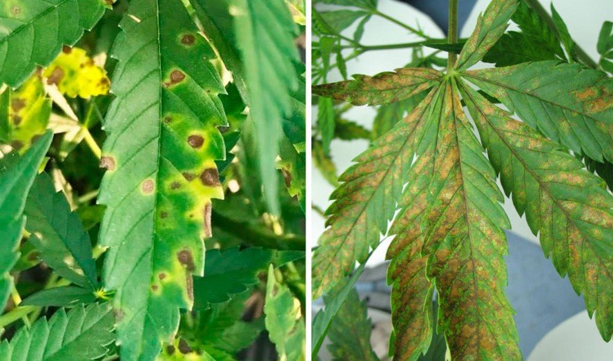 Brown Spots on Leaves Cannabis