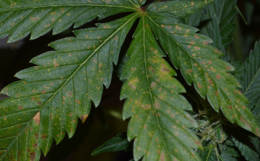 Brown Spots on Leaves Cannabis