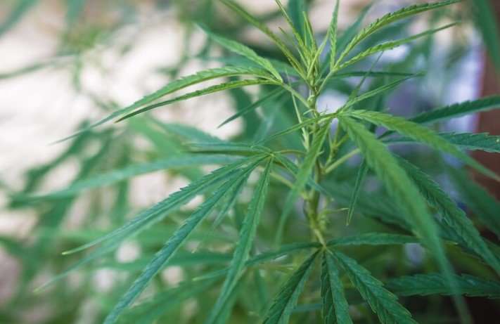 Cannabis Sales