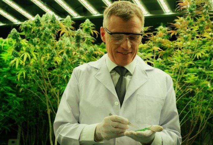 Leaf in Cannabis