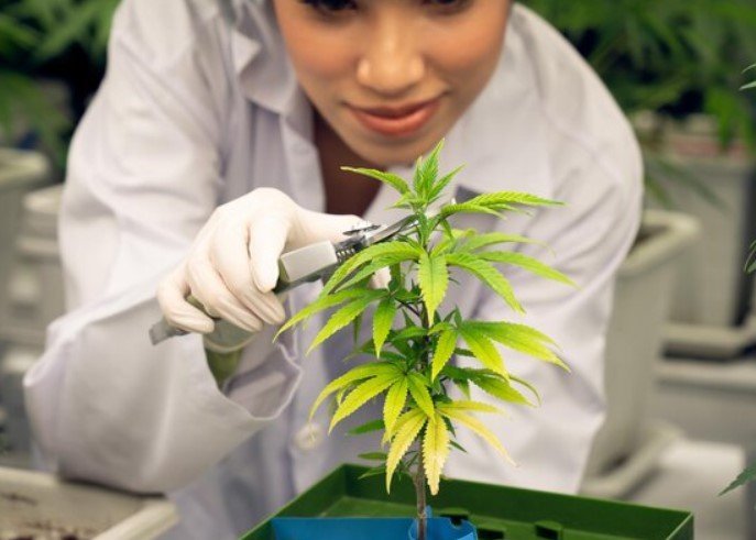 High-THC