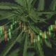 Canadian Cannabis Operator Entourage Agrees to Go Private in Pension Fund-Backed Deal
