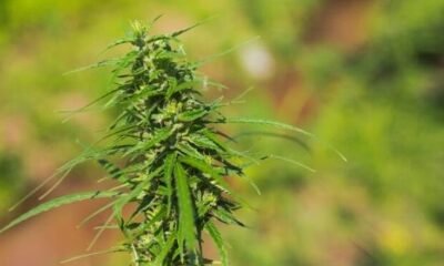 Wana Brands Secures Major Deal to Stock THC-Infused Beverages at Total Wine & More