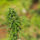 Wana Brands Secures Major Deal to Stock THC-Infused Beverages at Total Wine & More