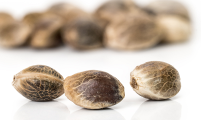 Trump’s Hemp Ban Hits Marijuana Seeds Hard