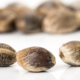 Trump’s Hemp Ban Hits Marijuana Seeds Hard