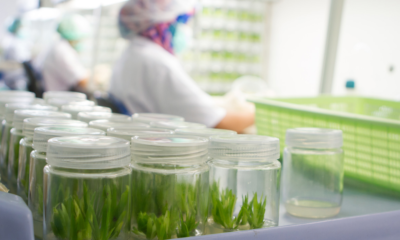 How US Cannabis Breeders Protect IP Before Legalization