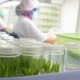 How US Cannabis Breeders Protect IP Before Legalization