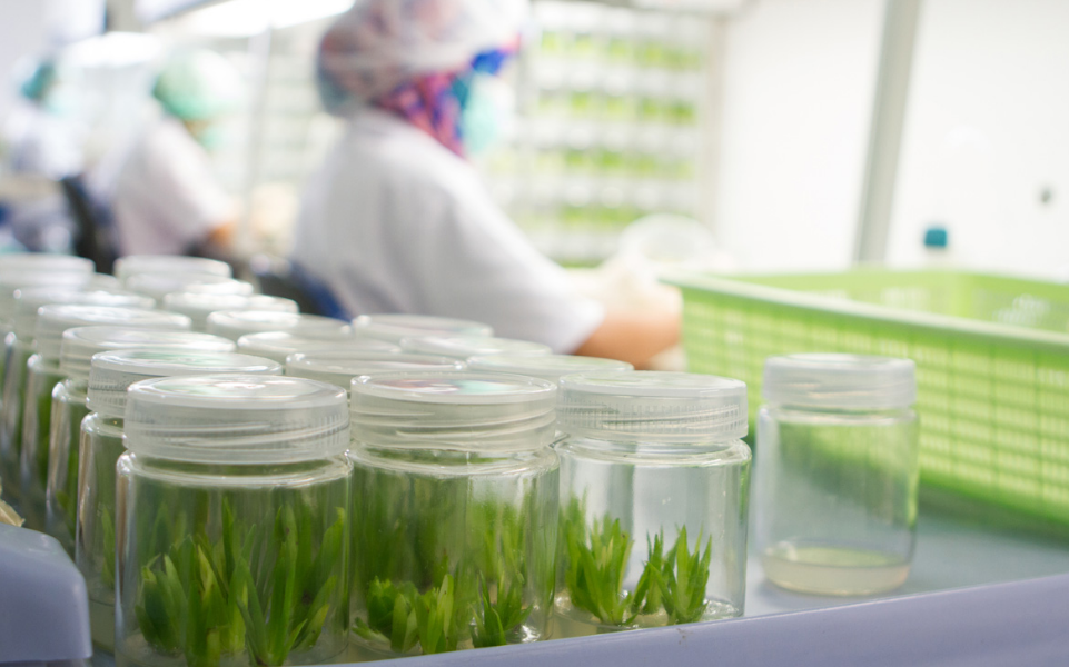 How US Cannabis Breeders Protect IP Before Legalization