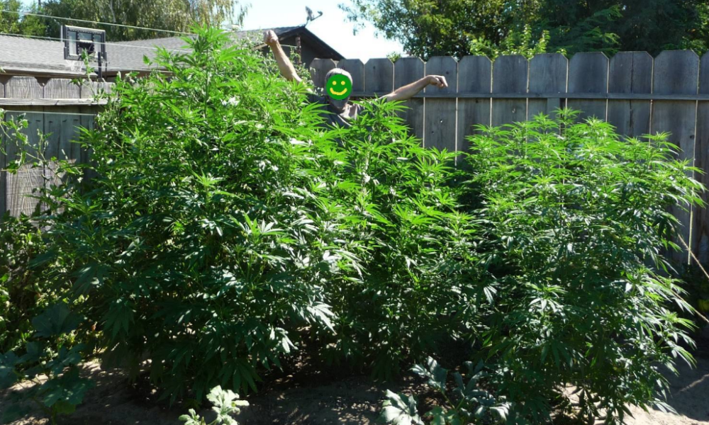 Oklahoma Cannabis Farm Beats State License Ban