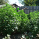 Oklahoma Cannabis Farm Beats State License Ban