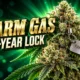 Aurora Farm Gas Canadian plant breeders rights until 2046